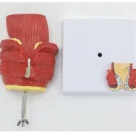 Proctology Colorectal Education Model Rectal Hemorrhoid Anatomy with Internal External Hemorrhoids for Medical School Training