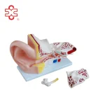 PVC Anatomical Model of Inner Ear Labyrinth 3 Times Enlarged for School/Hospital Demonstration