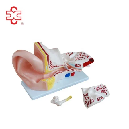 PVC Anatomical Model of Inner Ear Labyrinth 3 Times Enlarged for School/Hospital Demonstration