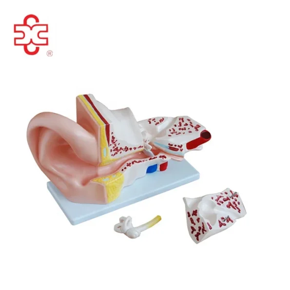 PVC Anatomical Model of Inner Ear Labyrinth 3 Times Enlarged for School/Hospital Demonstration