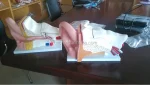 PVC Anatomical Model of Inner Ear Labyrinth 3 Times Enlarged for School/Hospital Demonstration