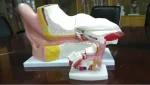 PVC Anatomical Model of Inner Ear Labyrinth 3 Times Enlarged for School/Hospital Demonstration