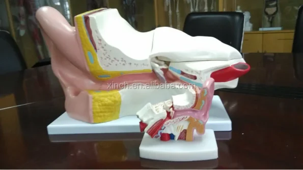 PVC Anatomical Model of Inner Ear Labyrinth 3 Times Enlarged for School/Hospital Demonstration