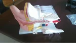 PVC Anatomical Model of Inner Ear Labyrinth 3 Times Enlarged for School/Hospital Demonstration