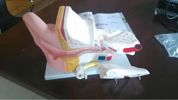 PVC Anatomical Model of Inner Ear Labyrinth 3 Times Enlarged for School/Hospital Demonstration