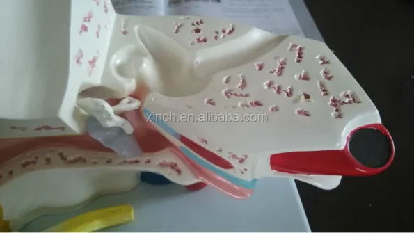 PVC Anatomical Model of Inner Ear Labyrinth 3 Times Enlarged for School/Hospital Demonstration