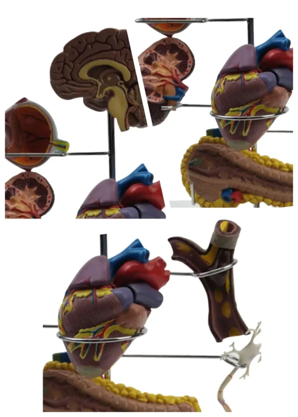 PVC Diabetes Anatomical Organ Model Medical Teaching Tool for Hospitals and Educational Use in Medical Science
