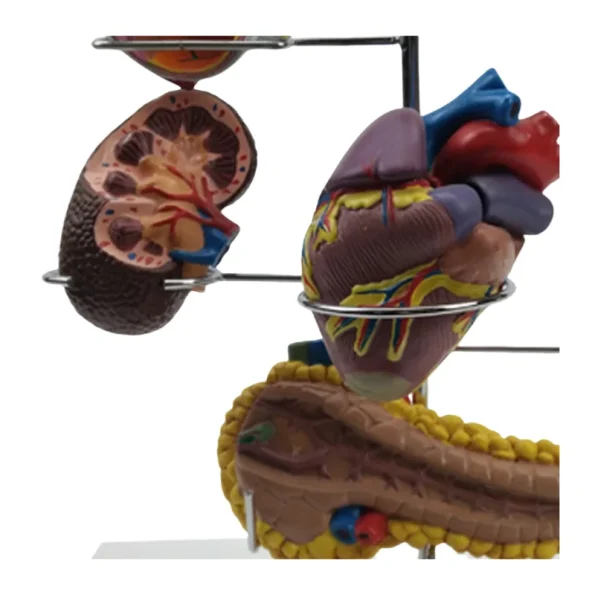 PVC Diabetes Anatomical Organ Model Medical Teaching Tool for Hospitals and Educational Use in Medical Science