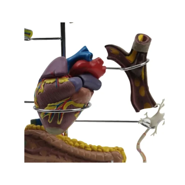 PVC Diabetes Anatomical Organ Model Medical Teaching Tool for Hospitals and Educational Use in Medical Science
