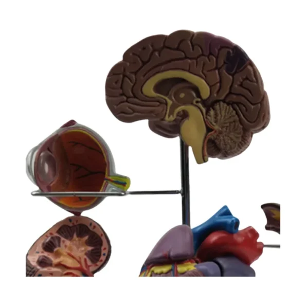 PVC Diabetes Anatomical Organ Model Medical Teaching Tool for Hospitals and Educational Use in Medical Science