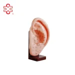 PVC Human Ear Acupuncture Models for Medical & Teaching Use