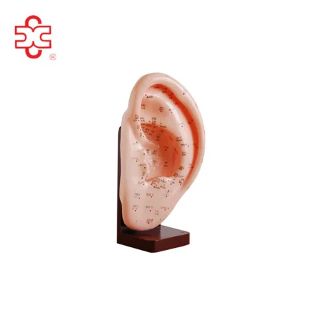 PVC Human Ear Acupuncture Models for Medical & Teaching Use