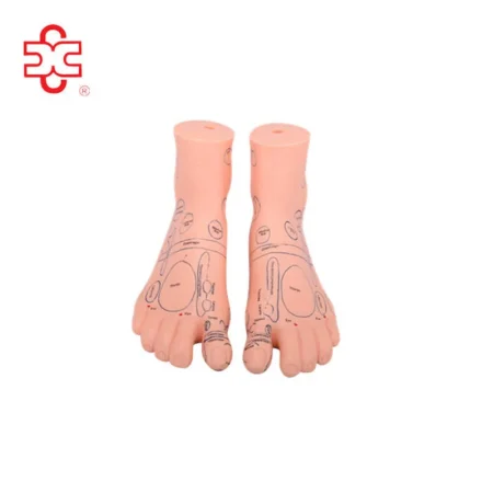 PVC Massage Foot Acupuncture Manikin with 2 Sizes (12cm & 17cm)