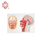 PVC Material Median Section of the Head Brain Anatomy Model for Medical Education & Nursing School Use