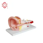 PVC Middle Ear Anatomy Model-Medical Science High Quality Anatomical Model
