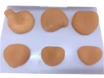PVC Prostate Mass Anatomical Model Tactile Learning Tool for Medical Education