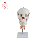 PVC Skull Model for Medical Training with 3-Year Warranty