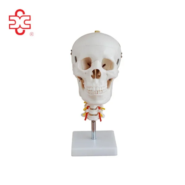 PVC Skull Model for Medical Training with 3-Year Warranty