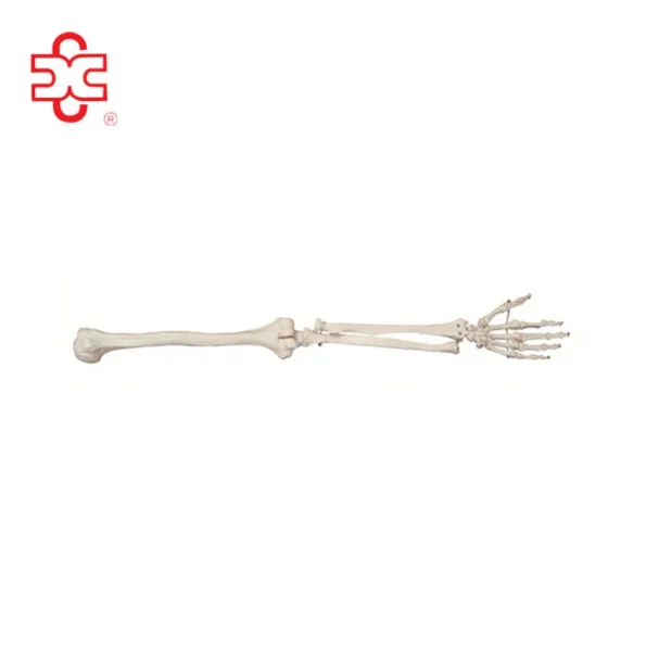 PVC Upper Limb Extremity Skeleton Model for Medical & Teaching Use Made in China