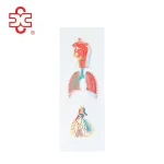 Respiratory System Anatomical Model-Medical Science