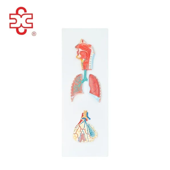Respiratory System Anatomical Model-Medical Science
