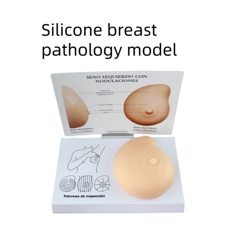 Silicone Breast Model for Medical Science Self-Examination Demonstration of Breast Pathology Education