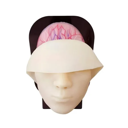 Silicone Female Facial Head Model with Blood Vessels and Nerves for Medical Aesthetic Training