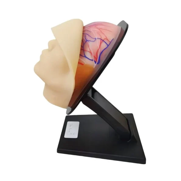 Silicone Female Facial Head Model with Blood Vessels and Nerves for Medical Aesthetic Training