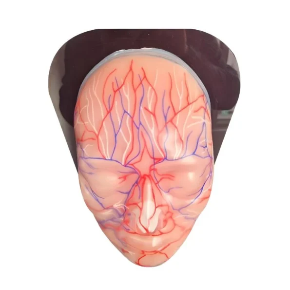 Silicone Female Facial Head Model with Blood Vessels and Nerves for Medical Aesthetic Training