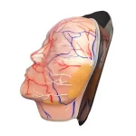 Silicone Female Facial Head Model with Blood Vessels and Nerves for Medical Aesthetic Training