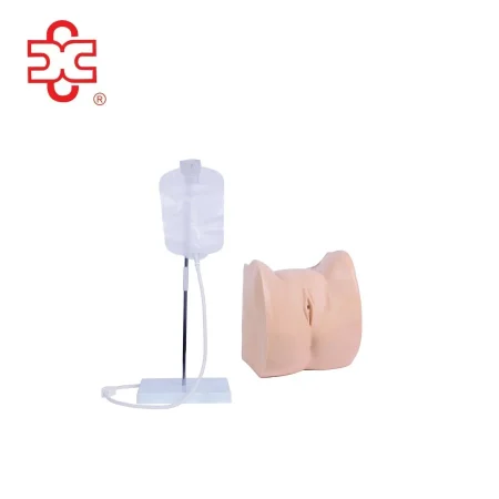 Simple Female Urethral Catheterization Simulator-Medical Science Anatomical Model