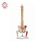 Skeleton Model of Vertebral Column with Pelvis and Femur Heads and Painted Muscles Model XC-126A