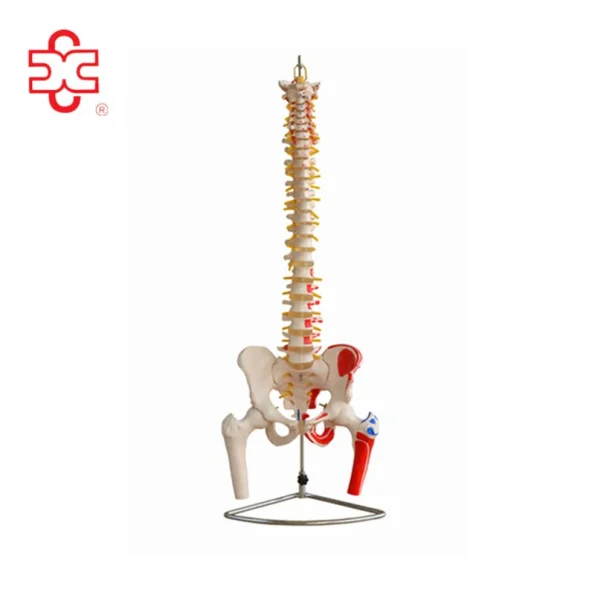 Skeleton Model of Vertebral Column with Pelvis and Femur Heads and Painted Muscles Model XC-126A