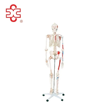Skeleton with Numbered Muscles and Ligaments Over 200 Bones 180CM Tall Medical Teaching Model