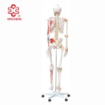 Skeleton with Numbered Muscles and Ligaments Over 200 Bones 180CM Tall Medical Teaching Model
