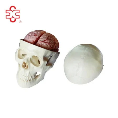 Skull Model with 8 Parts Brain Anatomical Model PVC Material Bone Color for Medical & School Use
