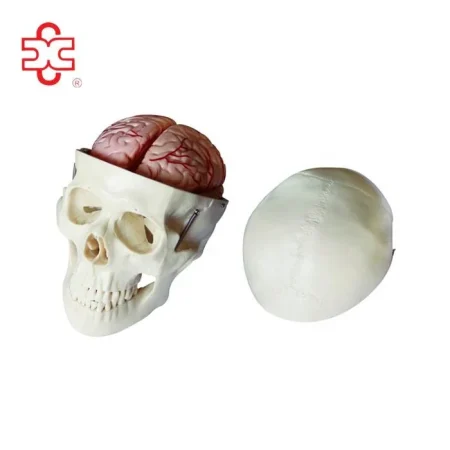 Skull Model with 8 Parts Brain Anatomical Model PVC Material Bone Color for Medical & School Use