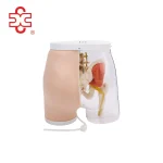 Smart Feedback Gluteal IM Injection Model XC-453B (CN)