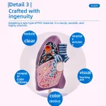 Smoker's Lung Cross-Section Anatomical Model PVC Human Trachea Lungs Anatomy Pathology Model for Internal Medicine Respiratory