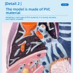 Smoker's Lung Cross-Section Anatomical Model PVC Human Trachea Lungs Anatomy Pathology Model for Internal Medicine Respiratory