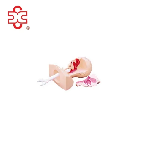Suction Training Medical Model PVC Training Manikin XC-458