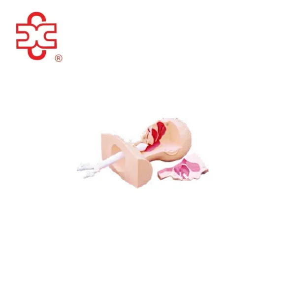 Suction Training Medical Model PVC Training Manikin XC-458