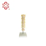 Thoracic Spinal Column Skeleton Model PVC Medical Science