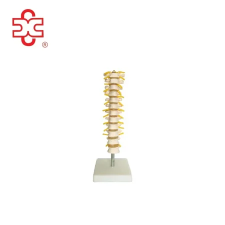 Thoracic Spinal Column Skeleton Model PVC Medical Science