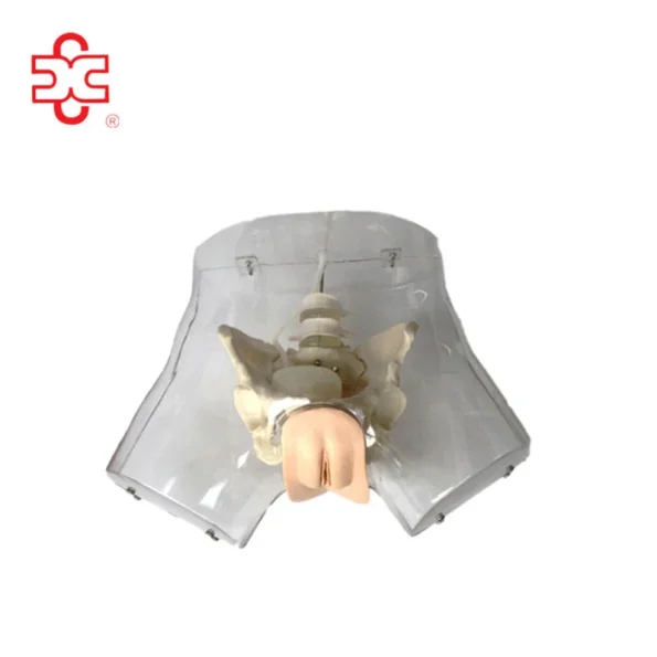 Transparent Female Urethral Catheterization Simulator Genital Model XC Brand XC-408F ISO Certified 14 Month Warranty