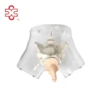 Urethral Urinary Catheterization Jacques Catheter PVC Transparent Medical Simulator XC XC-408E ISO Certified