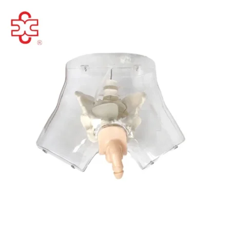 Urethral Urinary Catheterization Jacques Catheter PVC Transparent Medical Simulator XC XC-408E ISO Certified