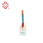 Vertebral Column with Pelvis and Femur Heads (45 Cm) Model X-132C China