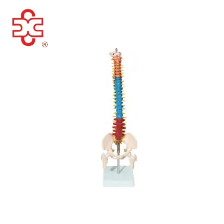 Vertebral Column with Pelvis and Femur Heads (45 Cm) Model X-132C China