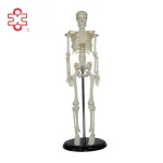 XC-103 Xincheng Scientific Mini Skeleton Model Bone Color 45cm Medical Science ISO Certified for Teaching